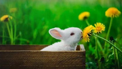 免费星盘API：有哪些专业星盘接口服务？